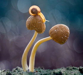 简单的网站攻击工具手机版